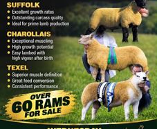 Suffolk Sheep