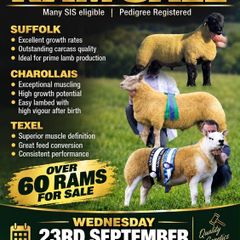 Suffolk Sheep