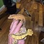 crested geckos and setup Image 4