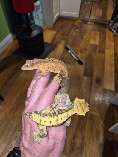 crested geckos and setup
