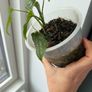 monstera siltepecana Image 3