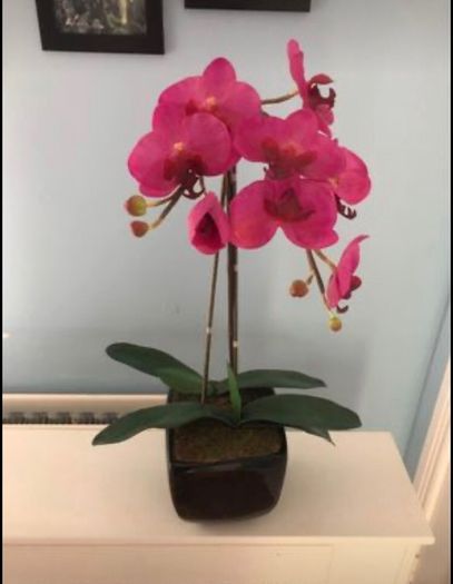 Pink orchid