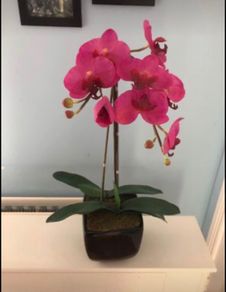 Pink orchid