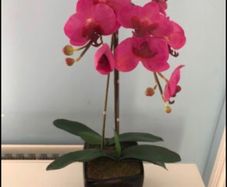 Pink orchid