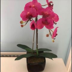 Pink orchid