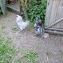 Roosters Image 2