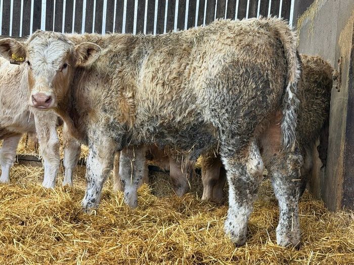 Charolais Bull Calves