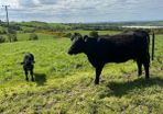 Angus First Calver