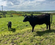 Angus First Calver