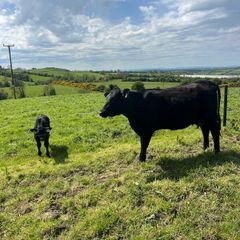Angus First Calver