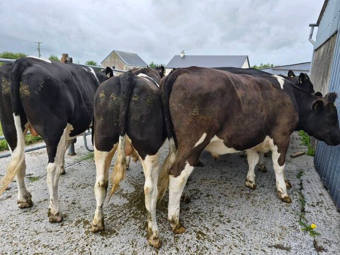 Cattle