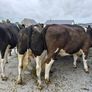 Cattle Image 6