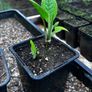 Make your own fertiliser with comfrey Bocking 14 Image 2