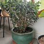 Money Plant / Jade Plant Image 2