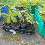 Horse chestnut tree seedlings Image 2