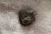 fossil