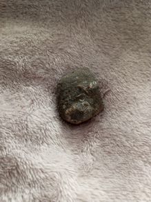 fossil