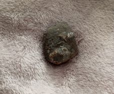 fossil