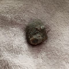 fossil