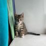 Kittens Image 5