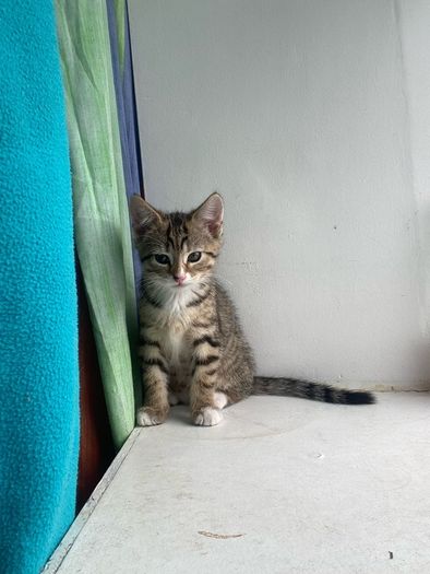 Kittens
