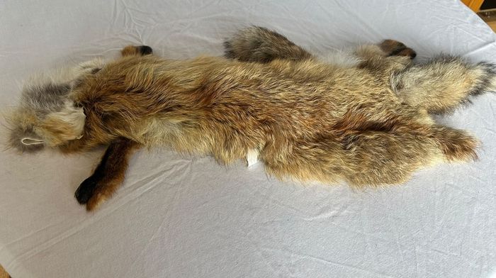 Vintage Red Fox Pelt Full Fur - 100cm - Taxidermy Throw - Excellent Condition