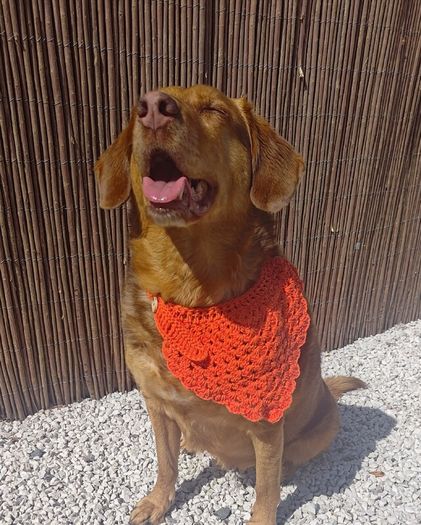 Dog Bandanas