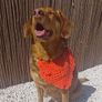 Dog Bandanas Image 2