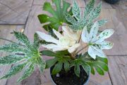 garden plants