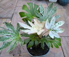 garden plants