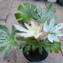garden plants