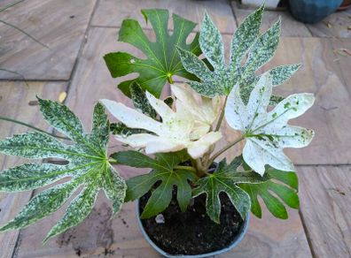garden plants