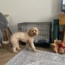 Dog Crate Medium Image 3