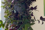Plant -Tradescantia Zebrina Flame Dance