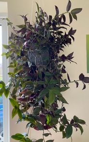 Plant - Houseplant- Tradescantia Zebrina Flame Dance