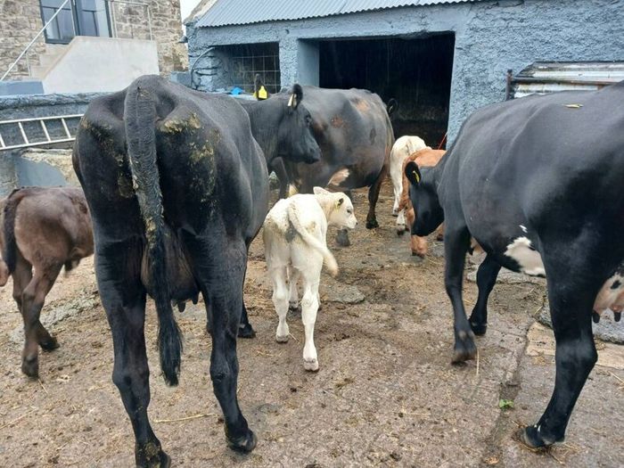 6 AAx first calvers