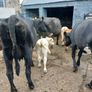 6 AAx first calvers Image 9