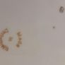 Vintage Pretty China Sandwich / Cakes Plates Set Image 5