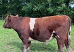 Pedigree registered shorthorn bull