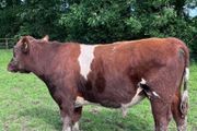 Pedigree registered shorthorn bull