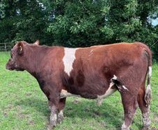 Pedigree registered shorthorn bull