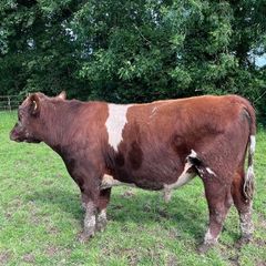 Pedigree registered shorthorn bull