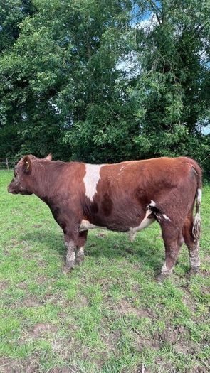 Pedigree registered shorthorn bull