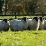 Perth / Scotch Blackface Ram Lambs Image 7