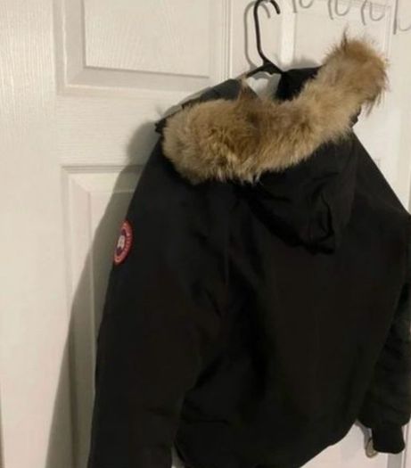 Canada goose