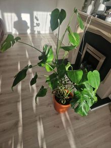 monstera plant
