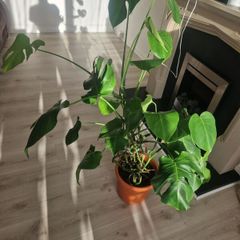 monstera plant