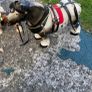 3 horse set Image 3