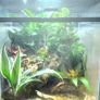 Paludarium for vampire crabs Image 3
