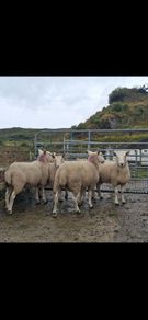 Organic Cheviot Hoggets